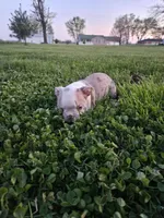 Missy, a male Boston Terrier for sale in Montgomery, IN – Photo 1 of 4