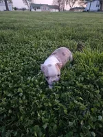 Missy, a male Boston Terrier for sale in Montgomery, IN – Photo 4 of 4