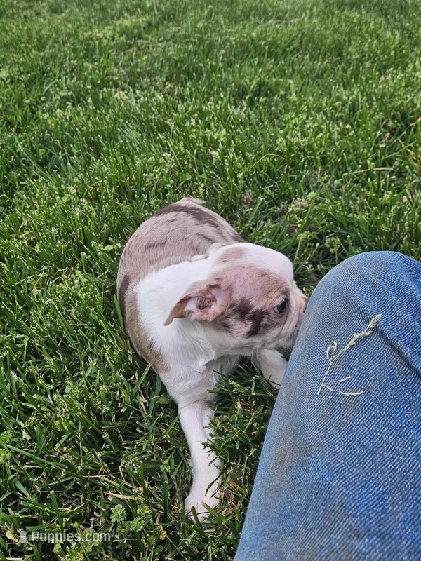 Missy – Boston Terrier puppy for sale in Montgomery, IN