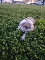 Missy, a male Boston Terrier for sale in Montgomery, IN – Photo 2 of 4