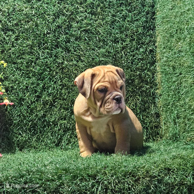 Leo – English Bulldog puppy for sale in Montgomery, IN