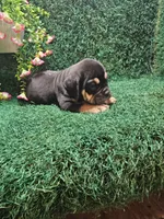 Chase, a male English Bulldog for sale in Montgomery, IN – 2 of 2