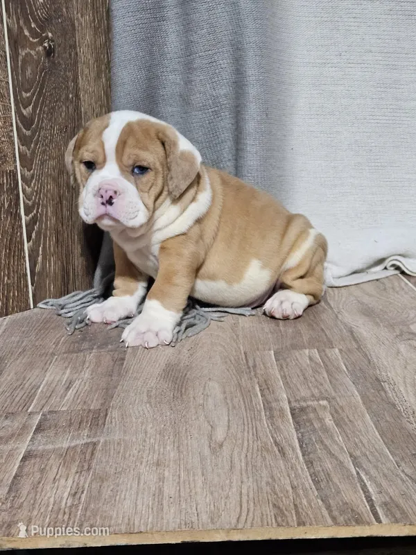 Steve  – English Bulldog puppy for sale in Montgomery, IN