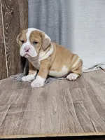 Steve , a male English Bulldog for sale in Montgomery, IN – Photo 1 of 4