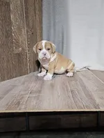 Steve , a male English Bulldog for sale in Montgomery, IN – Photo 4 of 4