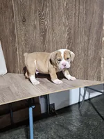 Steve , a male English Bulldog for sale in Montgomery, IN – Photo 3 of 4