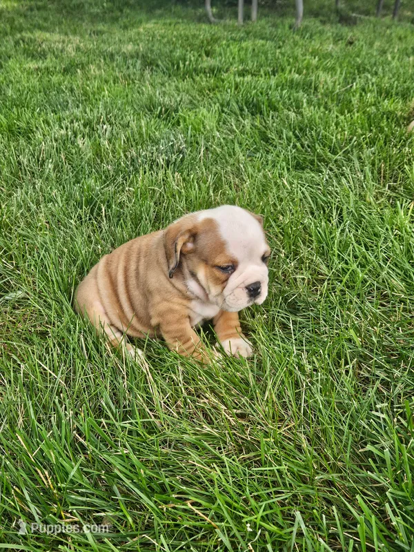 Clark – English Bulldog puppy for sale in Montgomery, IN