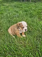 Clark, a male English Bulldog for sale in Montgomery, IN – 1 of 4