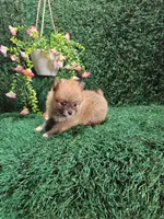 Lucy, a female Pomeranian for sale in Montgomery, IN – 2 of 3