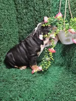 Cleo, a male English Bulldog for sale in Montgomery, IN – 2 of 3
