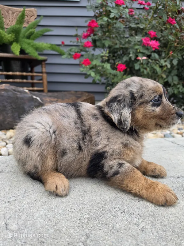 Daisy  – Aussiedoodle puppy for sale in Montgomery, IN