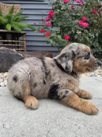 Daisy , a female Aussiedoodle for sale in Montgomery, IN – 1 of 3