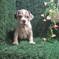 Lilly, a female English Bulldog for sale in Montgomery, IN – 2 of 2