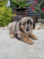 Daisy , a female Aussiedoodle for sale in Montgomery, IN – 2 of 3