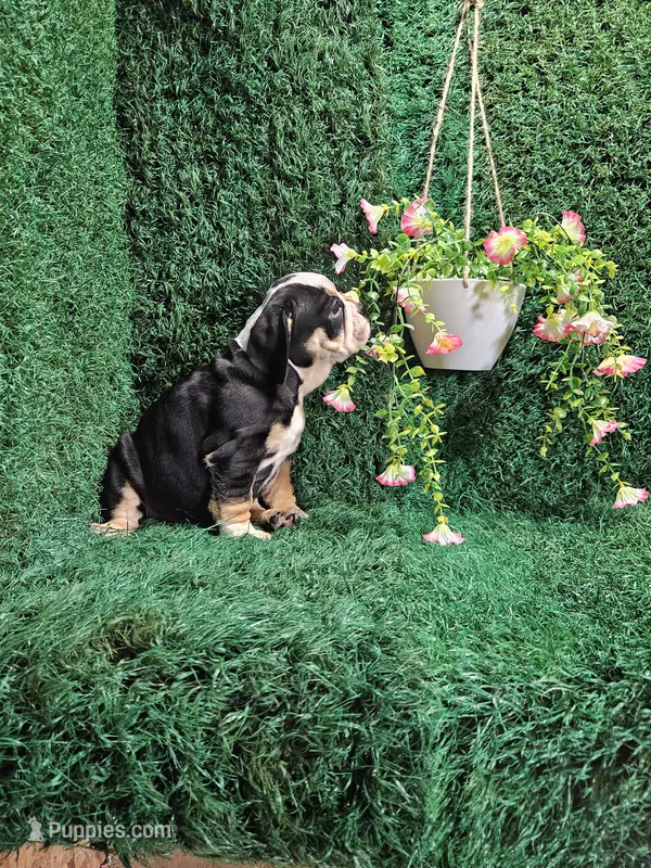 Clare – English Bulldog puppy for sale in Montgomery, IN