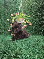 Larry, a male Pomeranian for sale in Montgomery, IN – 2 of 2