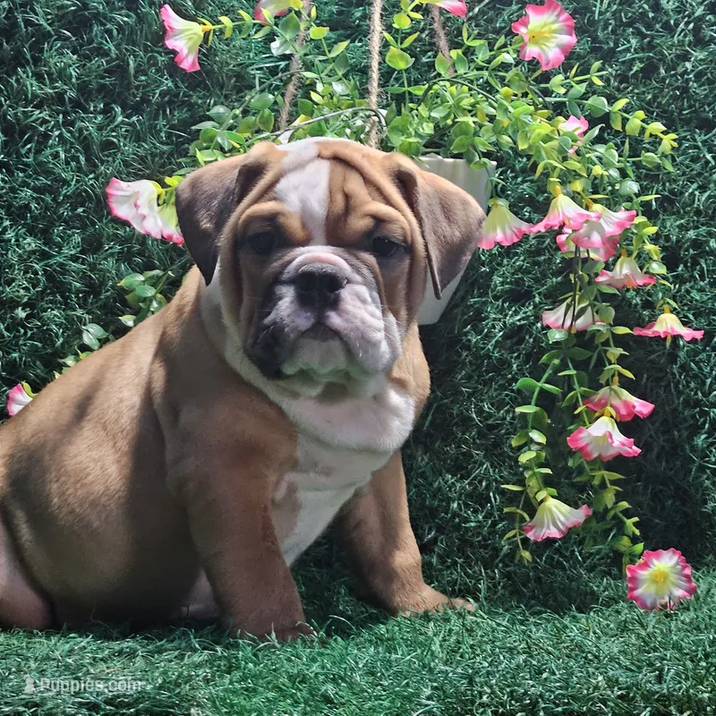 Haden – English Bulldog puppy for sale in Montgomery, IN