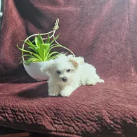 Phil, a male Maltese for sale in Montgomery, IN – Photo 1 of 3