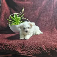 Phil, a male Maltese for sale in Montgomery, IN – Photo 2 of 3