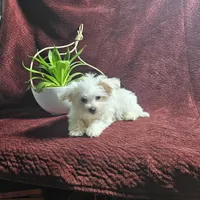 Phil, a male Maltese for sale in Montgomery, IN – Photo 3 of 3