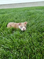 Hank, a male Boston Terrier for sale in Montgomery, IN – 2 of 3