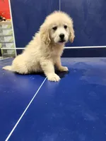 Holly, a female English Cream Golden Retriever for sale in Montgomery, IN – Photo 3 of 3