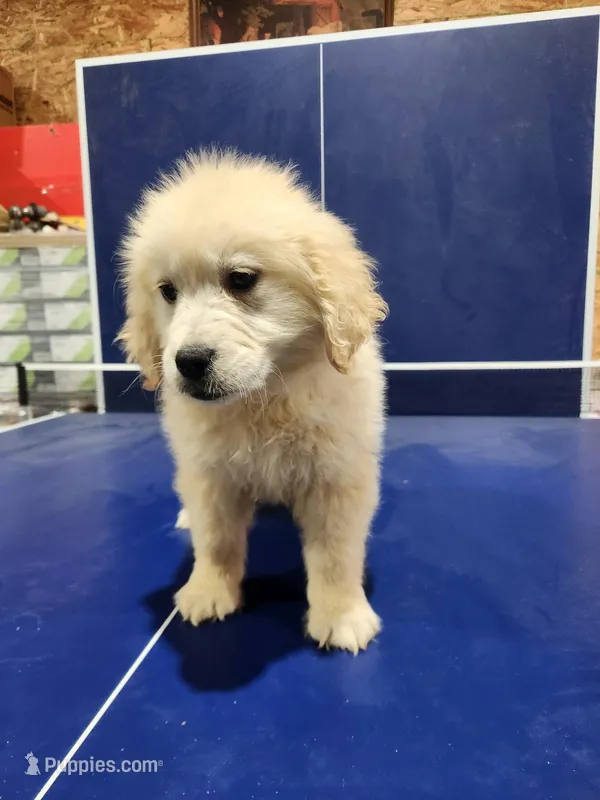 Holly – English Cream Golden Retriever puppy for sale in Montgomery, IN