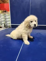 Holly, a female English Cream Golden Retriever for sale in Montgomery, IN – Photo 2 of 3