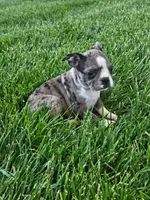 Hazel, a female Boston Terrier for sale in Montgomery, IN – 2 of 4
