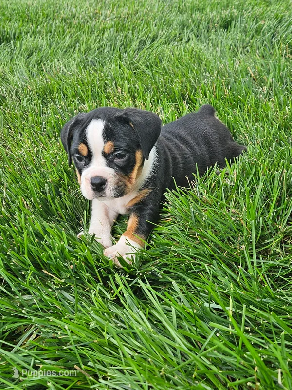 Clare – English Bulldog puppy for sale in Montgomery, IN