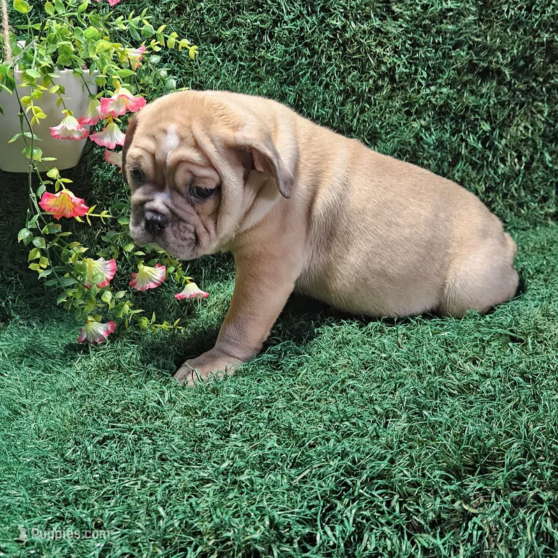 Nathan – English Bulldog puppy for sale in Montgomery, IN
