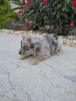 Artie, a male Aussiedoodle for sale in Montgomery, IN – 2 of 3