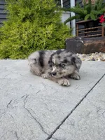 Bella, a female Aussiedoodle for sale in Montgomery, IN – 3 of 3