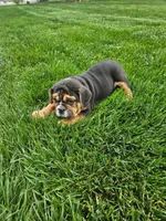 Andy , a male English Bulldog for sale in Montgomery, IN – Photo 3 of 7