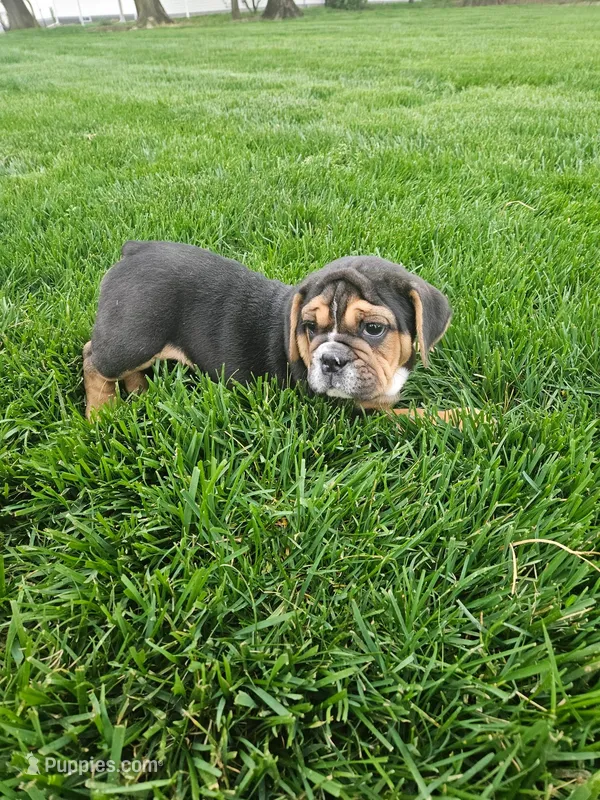 Andy  – English Bulldog puppy for sale in Montgomery, IN