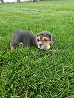 Andy , a male English Bulldog for sale in Montgomery, IN – Photo 1 of 7