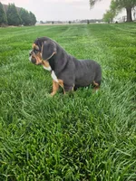 Andy , a male English Bulldog for sale in Montgomery, IN – Photo 4 of 7