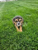 Andy , a male English Bulldog for sale in Montgomery, IN – Photo 2 of 7