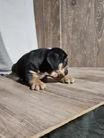 Andy , a male English Bulldog for sale in Montgomery, IN – Photo 2 of 3