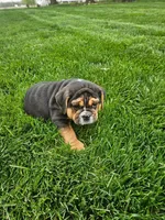 Andy , a male English Bulldog for sale in Montgomery, IN – Photo 6 of 7