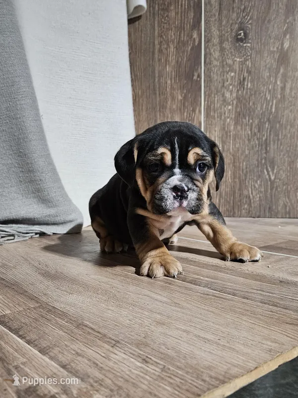 Andy  – English Bulldog puppy for sale in Montgomery, IN