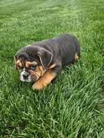 Andy , a male English Bulldog for sale in Montgomery, IN – Photo 7 of 7