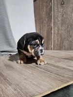 Andy , a male English Bulldog for sale in Montgomery, IN – Photo 3 of 3