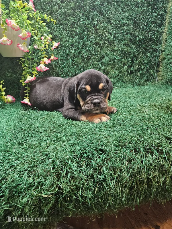Chase – English Bulldog puppy for sale in Montgomery, IN