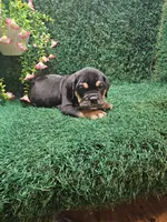 Chase, a male English Bulldog for sale in Montgomery, IN – 1 of 2