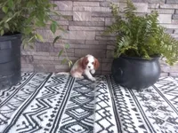 Jewel, a female Cavalier King Charles Spaniel for sale in Montgomery, IN – 3 of 4