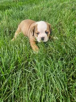 Clark, a male English Bulldog for sale in Montgomery, IN – 3 of 4