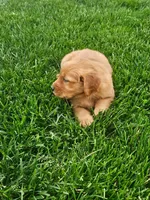 Jake, a female Golden Retriever for sale in Montgomery, IN – Photo 5 of 6