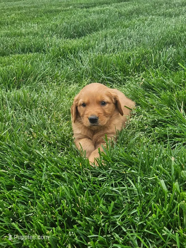 Jake – Golden Retriever puppy for sale in Montgomery, IN