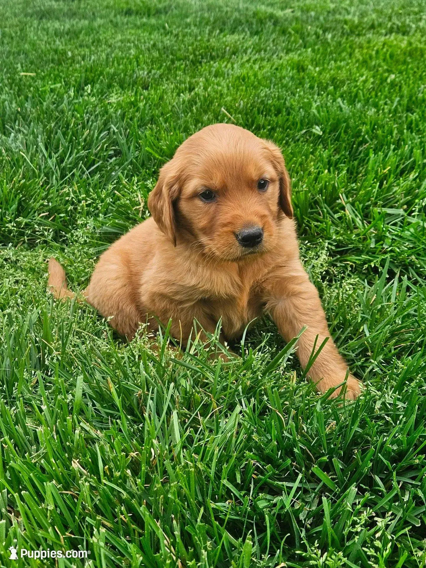Jake, a female Golden Retriever for sale in Montgomery, IN – Photo 2 of 6